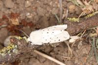 Spilosoma lubricipeda