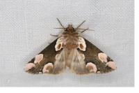 Thyatira batis