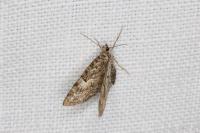 Eupithecia abbreviata