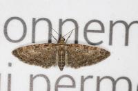 Eupithecia abbreviata
