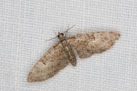 Eupithecia abbreviata