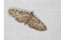 Eupithecia dodoneata