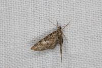 Eupithecia dodoneata