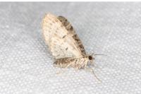 Eupithecia dodoneata