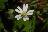 Coleophora lutarea