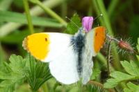 Anthocharis cardamines