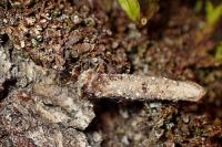 Dahlica triquetrella