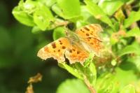 Polygonia c-album