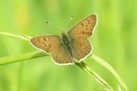 Lycaena tityrus