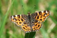 Araschnia levana
