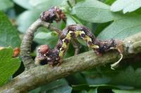 Erannis defoliaria