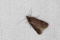 Pyrausta despicata