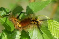 Orgyia recens