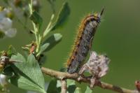 Aporia crataegi