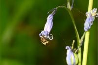 Hysterophora maculosana