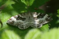 Epirrhoe alternata