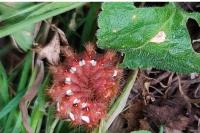 Acronicta rumicis