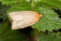 Clepsis unicolorana