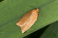 Clepsis unicolorana