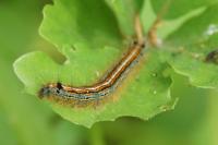Malacosoma neustria