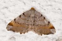 Macaria liturata