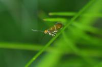 Micropterix aruncella