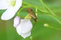 Cauchas rufimitrella