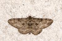 Peribatodes rhomboidaria