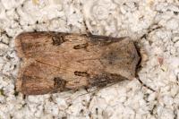 Agrotis puta