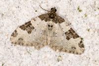 Xanthorhoe fluctuata