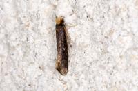 Cephimallota crassiflavella