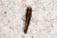 Cephimallota crassiflavella