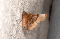 Selenia lunularia
