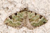 Colostygia pectinataria