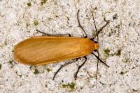 Wittia sororcula