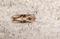 Egira conspicillaris