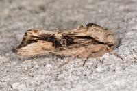 Egira conspicillaris