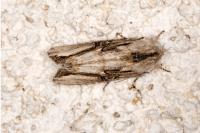 Egira conspicillaris