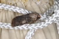 Agrotis puta