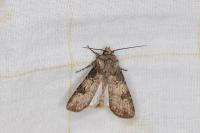 Agrotis puta