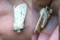 Spilosoma lubricipeda