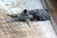 Calliteara pudibunda