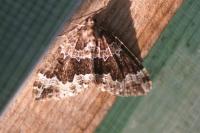 Lampropteryx suffumata