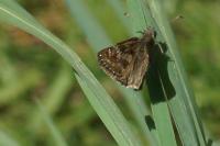 Erynnis tages
