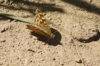 Pararge aegeria