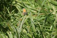 Coenonympha pamphilus