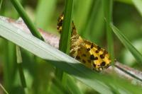 Pseudopanthera macularia