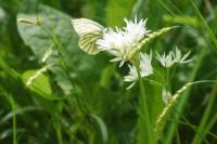 Pieris napi