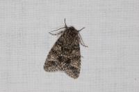 Acronicta rumicis