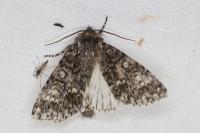 Acronicta rumicis